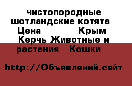 чистопородные шотландские котята › Цена ­ 6 000 - Крым, Керчь Животные и растения » Кошки   